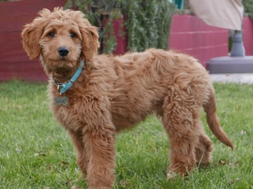 Goldendoodle