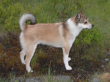 Norsk lundehund