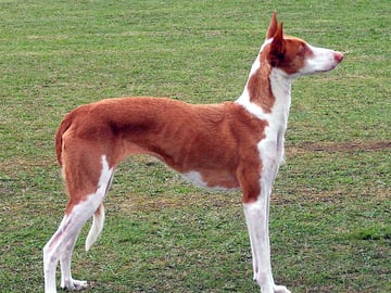 Ibiza-podenco