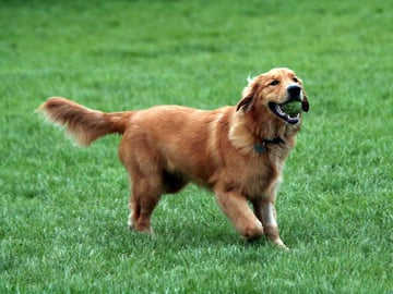 Golden retriever