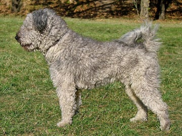 Pumi