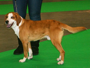 Gotland Hound