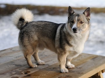 Västgötaspets