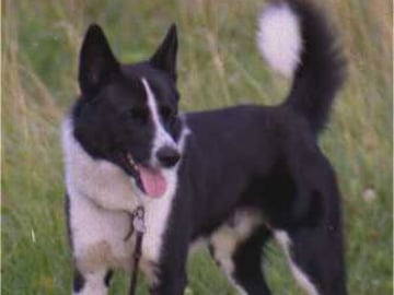 Karelsk bjørnehund
