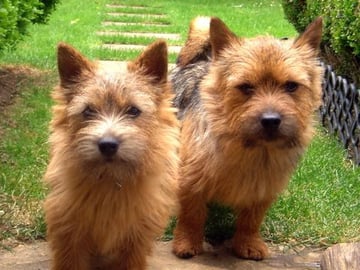 Norwich terrier