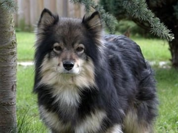 Finsk lapphund