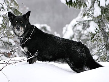 Lapponian Herder