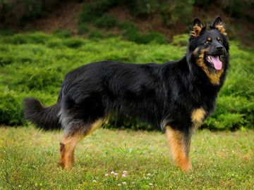 Bohemian Shepherd