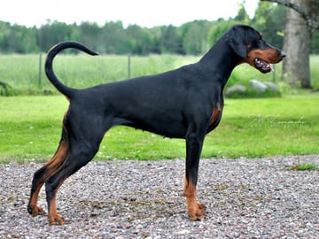 Dobermann