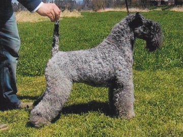 Kerry blue terrier