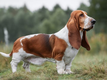 Basset hound