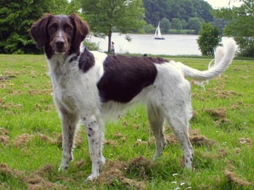 Kleine münsterländer