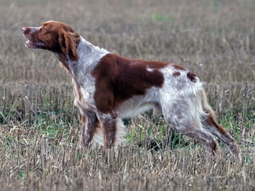 Breton