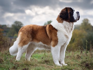 Sankt bernhardshund