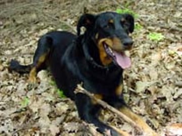 Beauceron