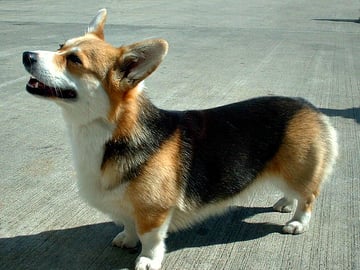 Welsh corgi pembroke