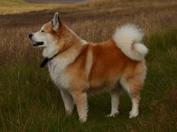 Islandsk fårehund