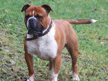 Olde english bulldogge