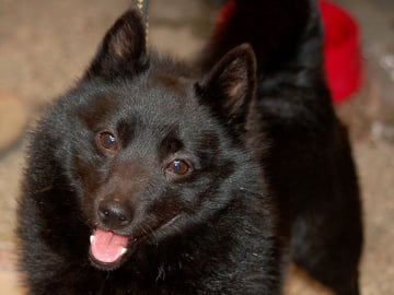 Schipperke