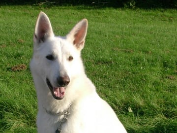 Hvit gjeterhund