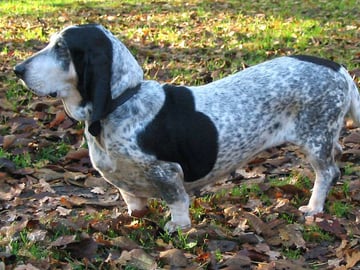 Basset bleu de gascogne