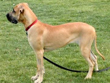 Great Dane (Grand danois)