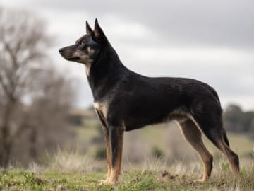 Australsk kelpie