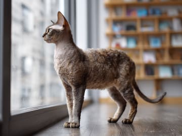 Devon Rex