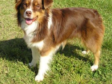 Miniature american shepherd
