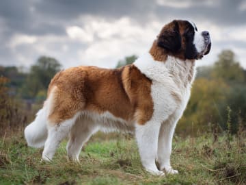 Sankt bernhardshund