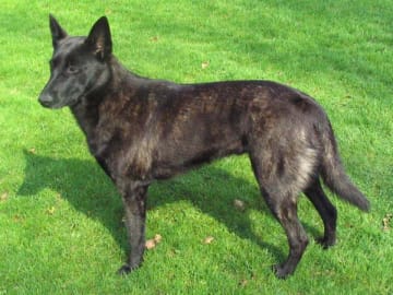 Holländsk herdehund (Hollandse Herder)