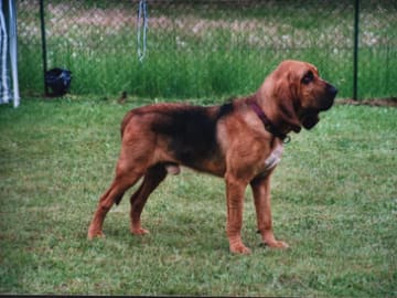 Blodhund