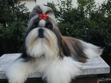 Shih tzu