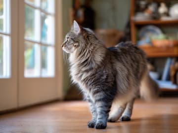 Amerikansk Bobtail