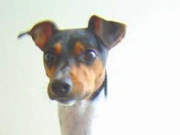 Terrier brasileiro