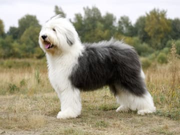 Old english sheepdog