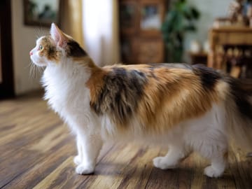 Japanese Bobtail (långhår)
