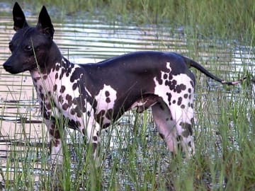 American hairless terrier