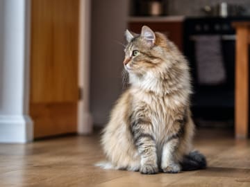 Manx