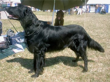 Flatcoated retriever