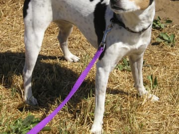 Rat Terrier