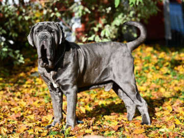 Mastino napoletano