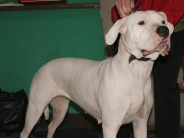 Dogo argentino