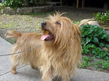 Australisk terrier