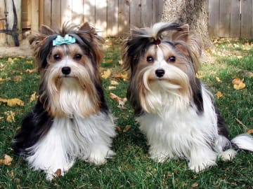Biewer terrier