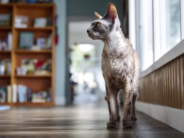 Cornish Rex