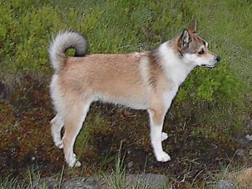 Norsk lundehund