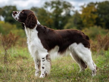 Engelsk springer spaniel