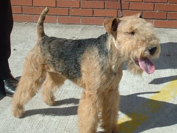 Lakelandterrier