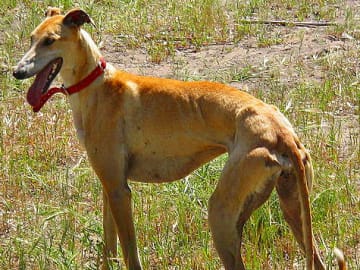 Galgo espanol